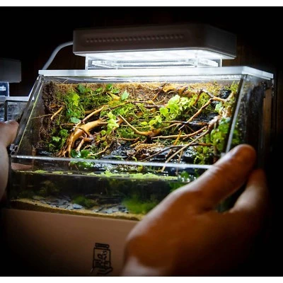 80f9b0041197df628cde2c0dd4dc8049.webp Mini Paludarium Terrarium Tank