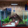 Dragon Style Glass Aquarium