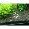 1kg Fluval Stratum Aquarium Soil