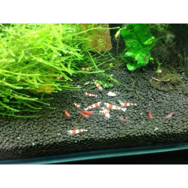 1kg Fluval Stratum Aquarium Soil