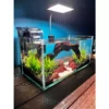 Dragon Style Glass Aquarium