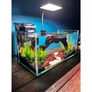 Dragon Style Glass Aquarium