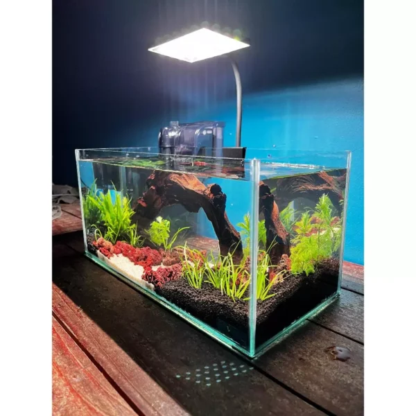 Dragon Style Glass Aquarium